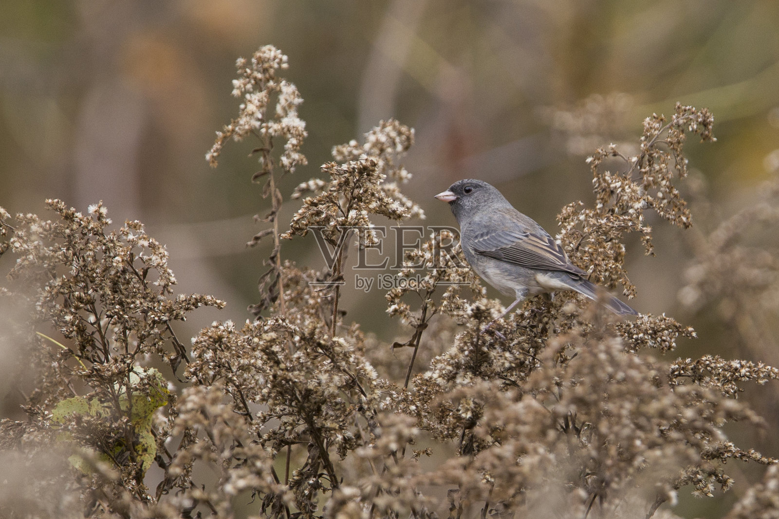 黑灯芯草雀照片摄影图片