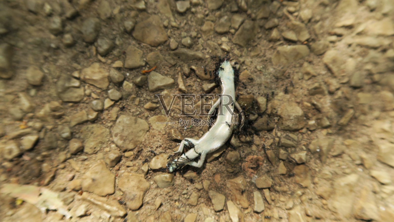 蜥蜴午餐01照片摄影图片