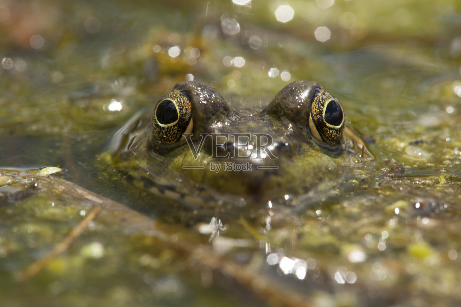 牛蛙照片摄影图片