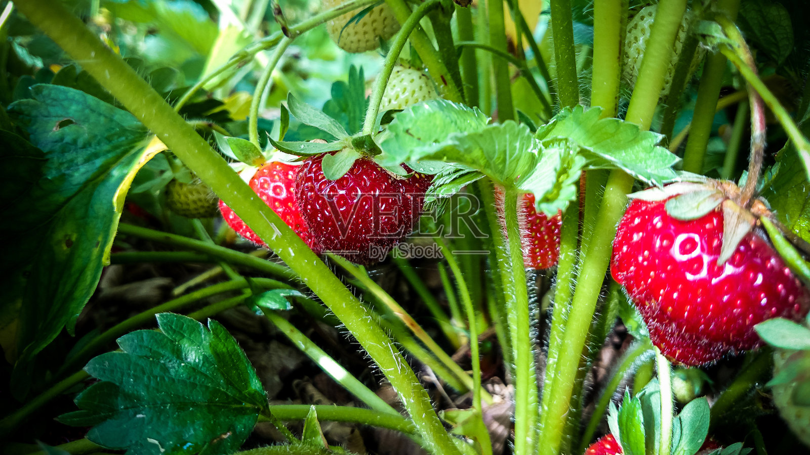 草莓地与成熟的草莓作为背景照片摄影图片