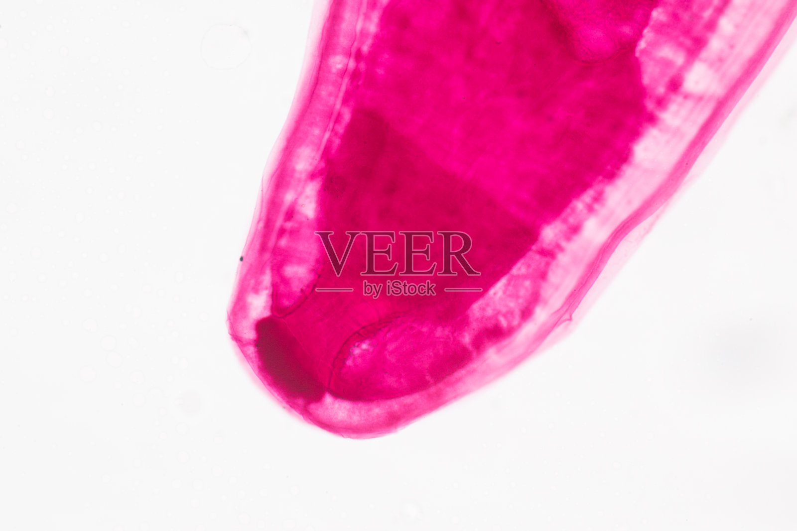 念珠虫(刺头虫)的实验室教育。照片摄影图片