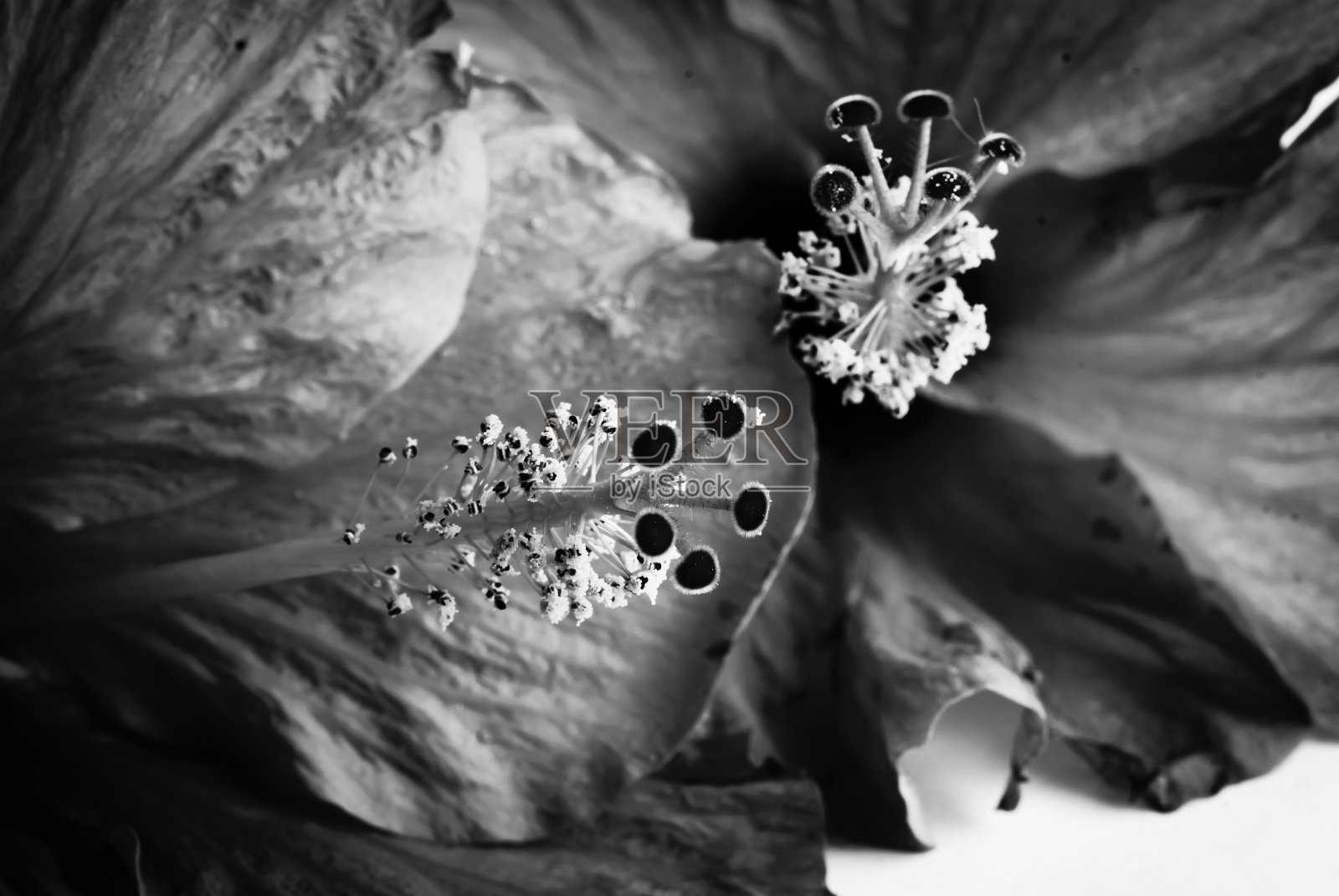 木槿罗莎Sinensis照片摄影图片