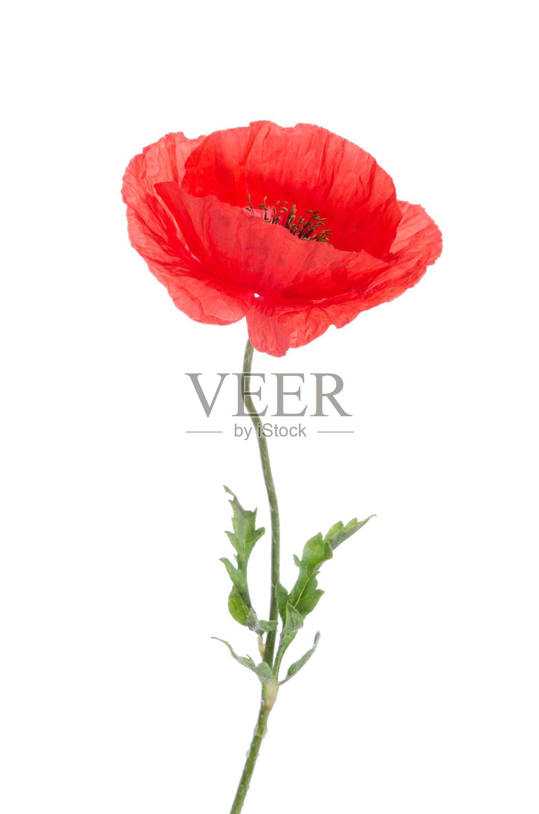 单独的红色罂粟花孤立在白色上照片摄影图片