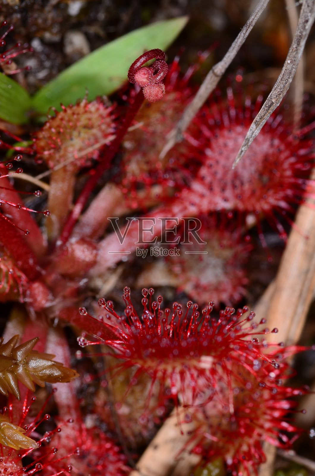 鲜红的茅膏菜叶子，黏糊糊的小水滴冒出来照片摄影图片