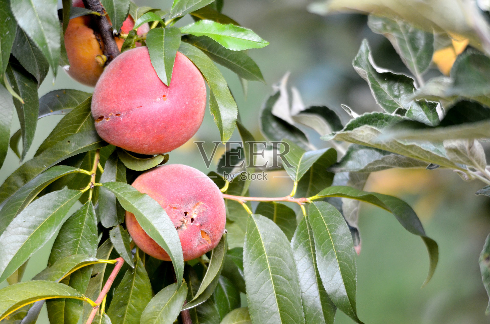 树枝上的桃子照片摄影图片