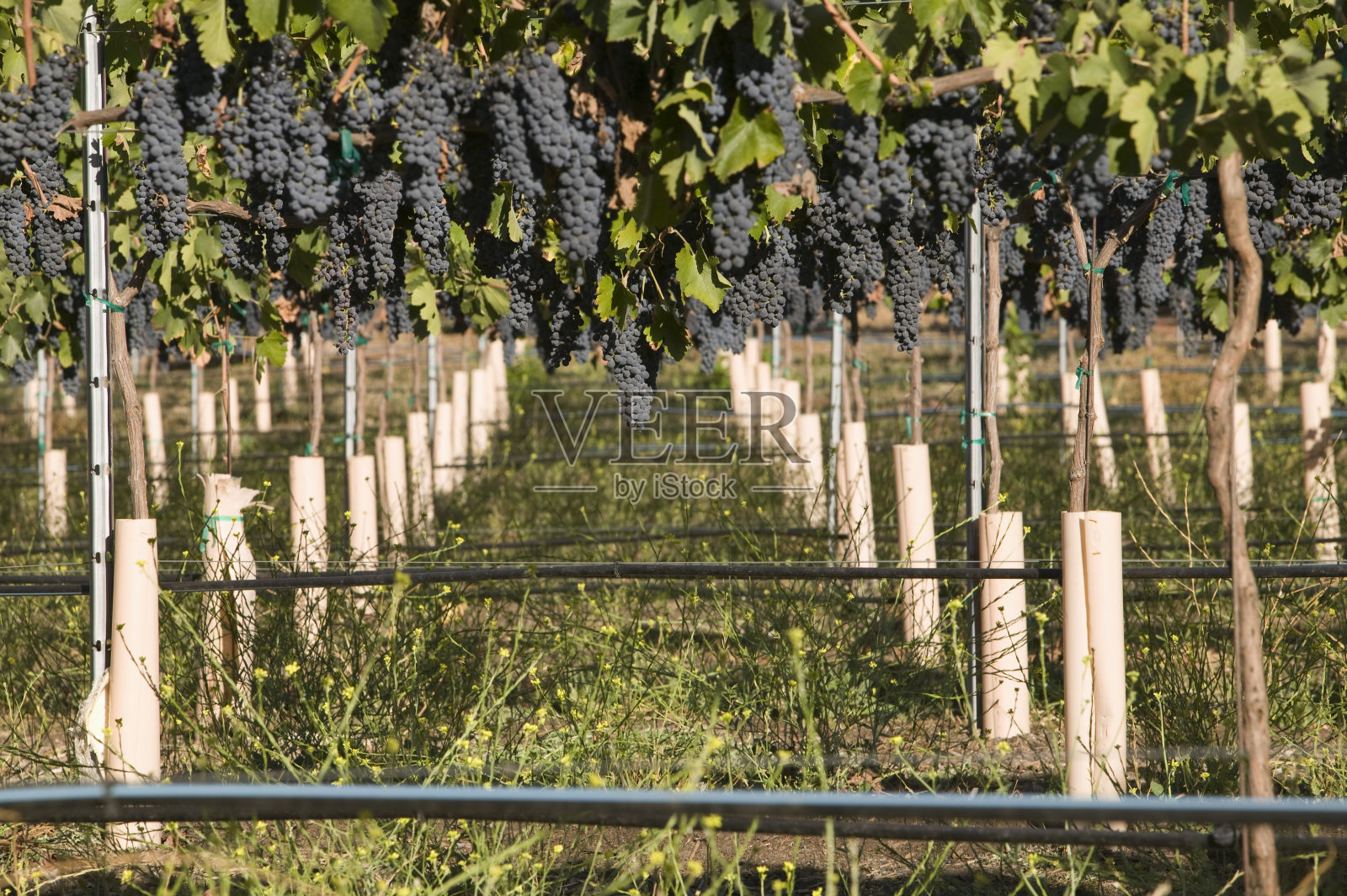 葡萄园里的葡萄照片摄影图片