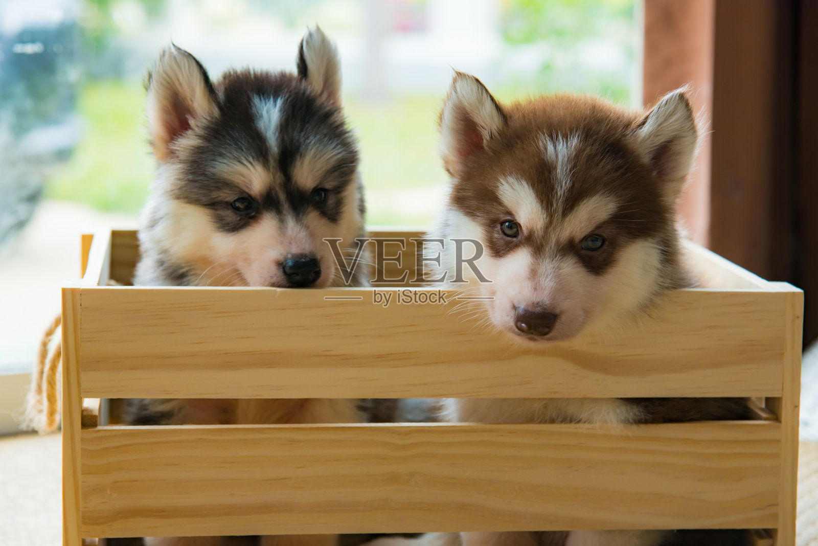 西伯利亚雪橇犬小狗照片摄影图片