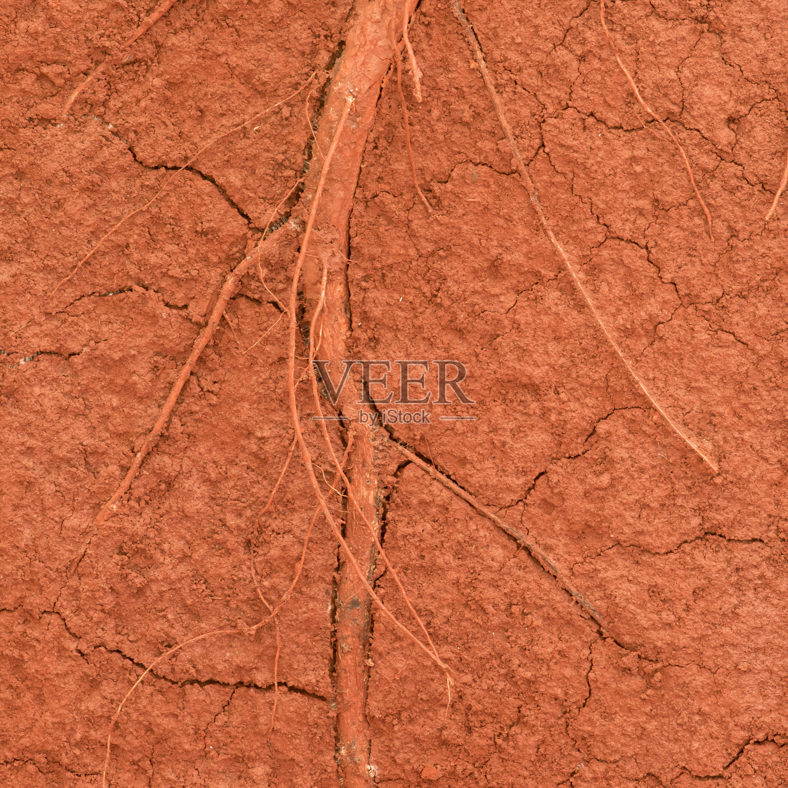 树的根在地上照片摄影图片