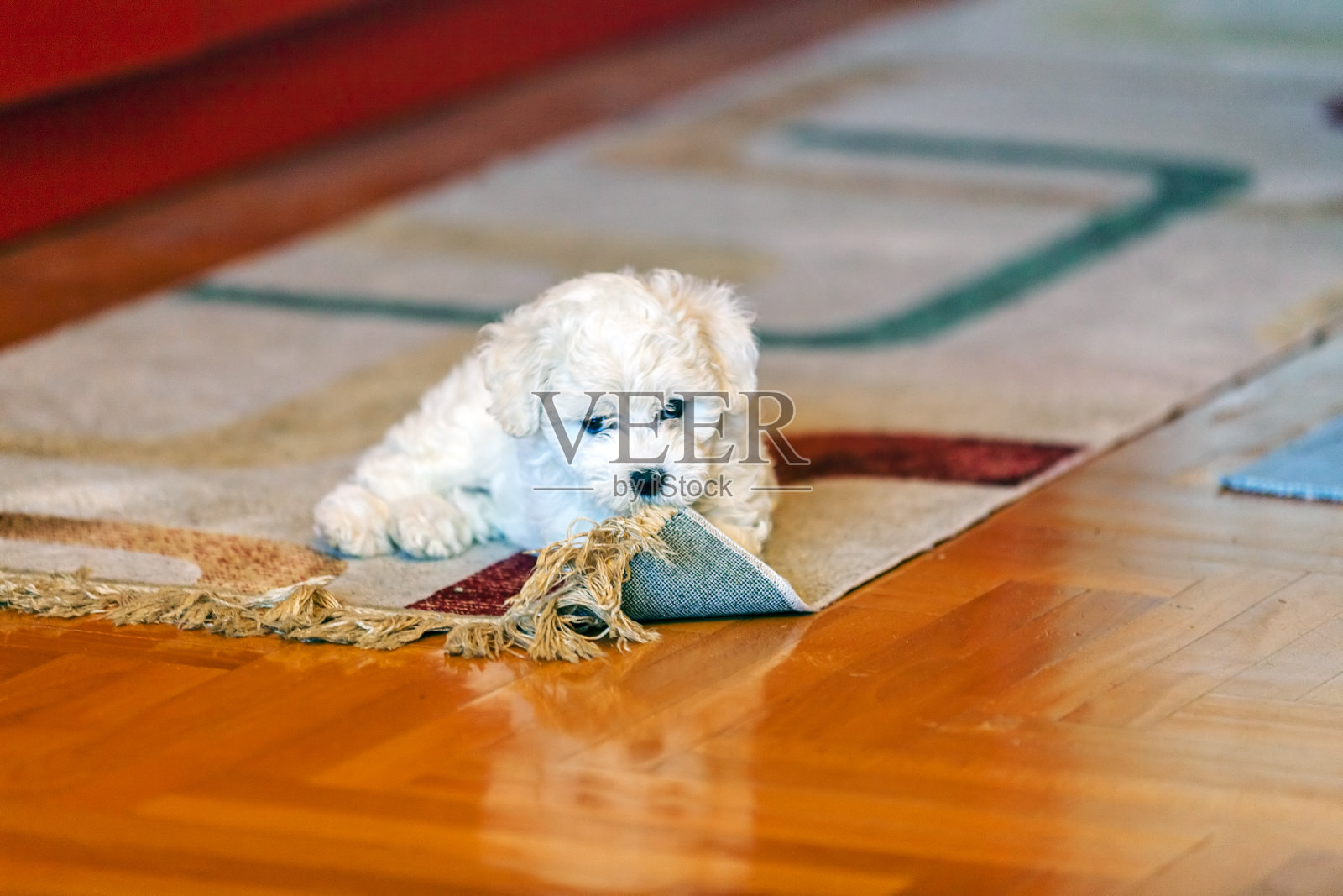 比肯褶皱小狗照片摄影图片