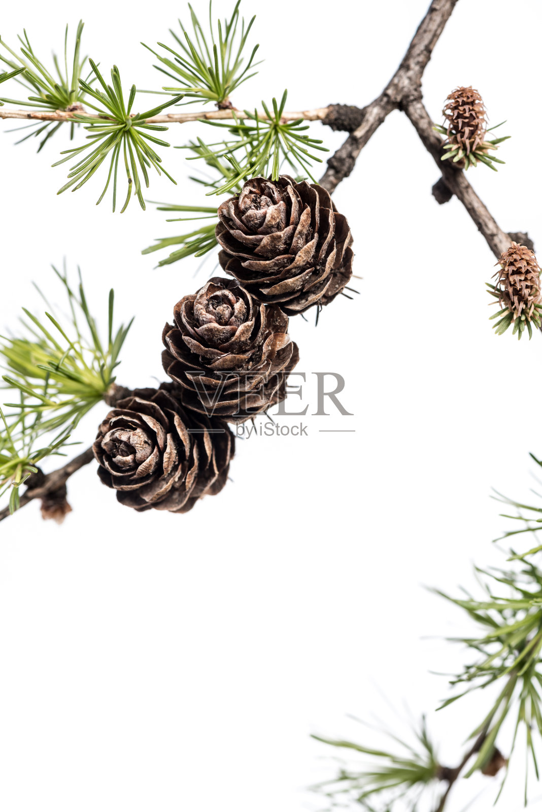 松果在针叶树的枝上。照片摄影图片