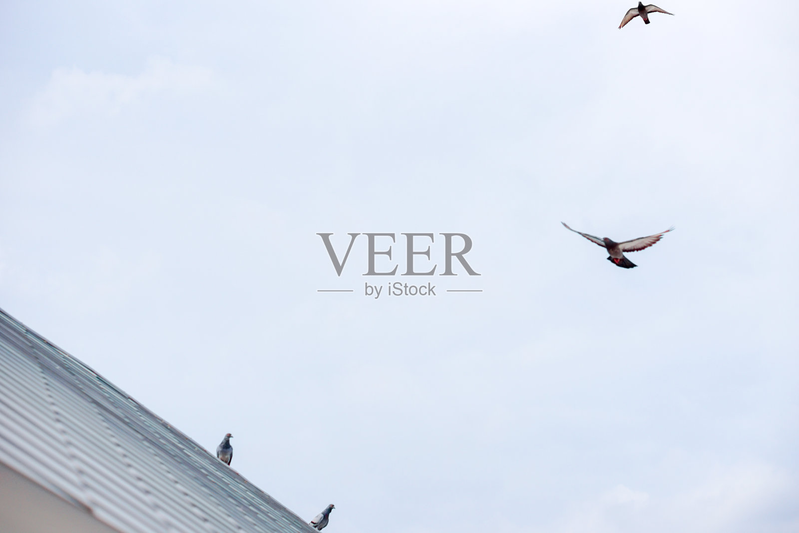 鸽子在晴朗的日子里在蓝天上飞翔。照片摄影图片