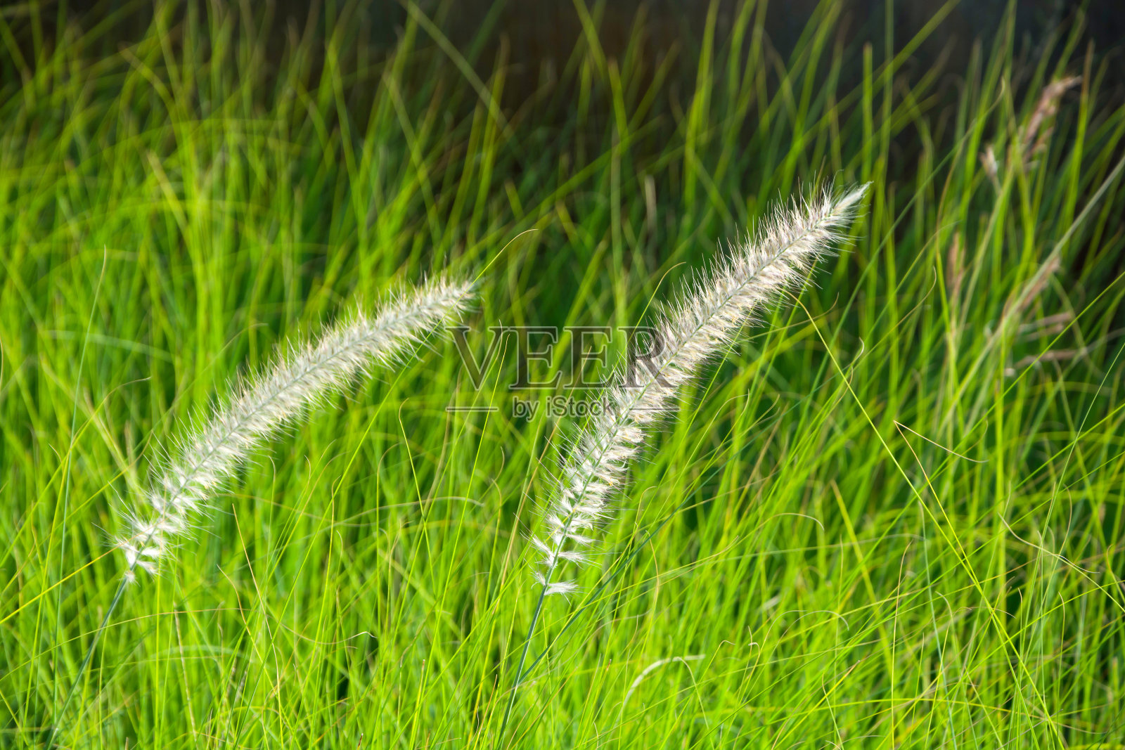 草地鲜花在绿色的草原照片摄影图片