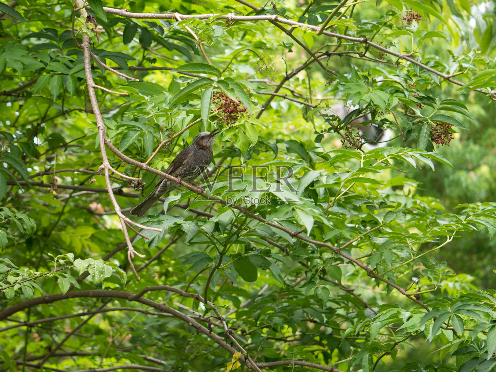 在植物园照片摄影图片