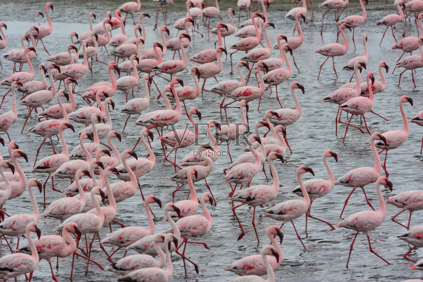 纳米比亚照片摄影图片
