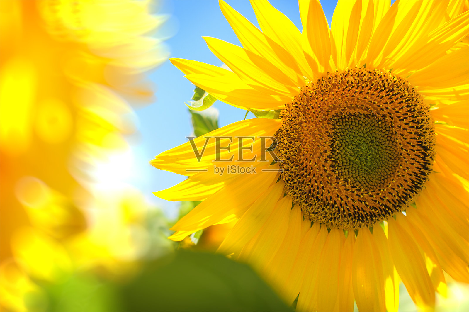 黄色的向日葵在灿烂的阳光下盛开在向日葵的田野上。照片摄影图片