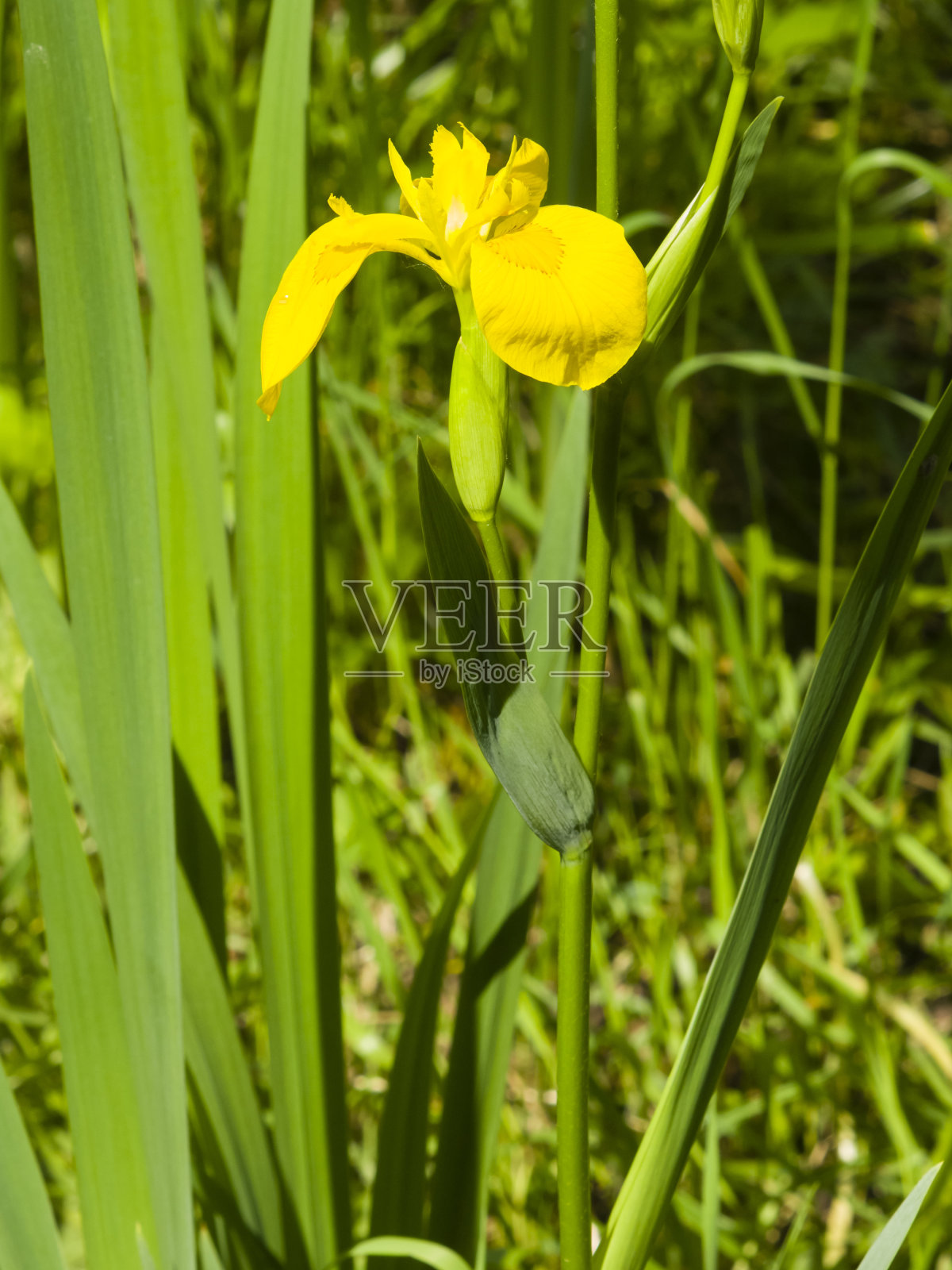 黄旗虹膜伪孔宏观选择性聚焦，浅视距照片摄影图片