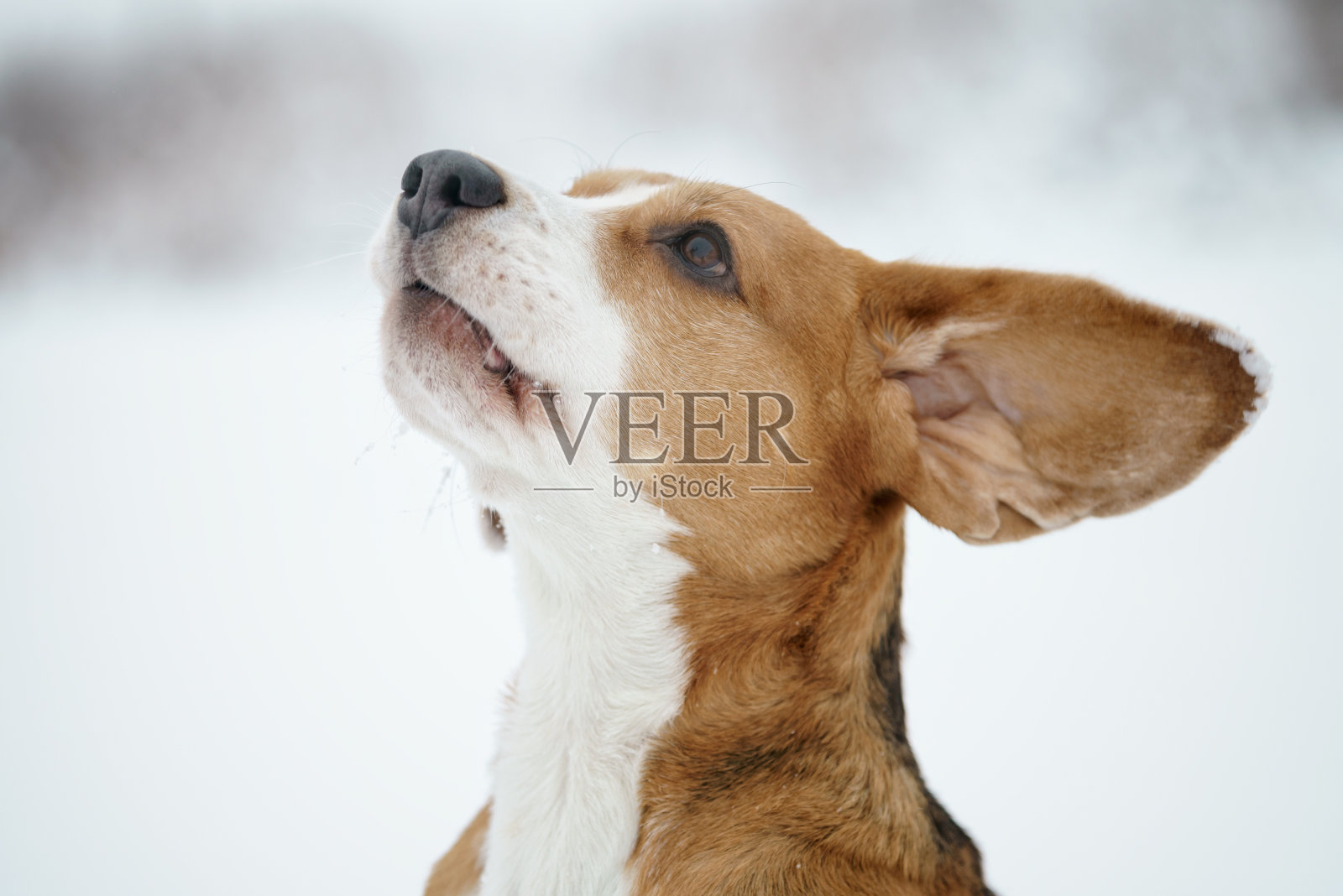 比格尔狗户外冬季滑稽画像照片摄影图片