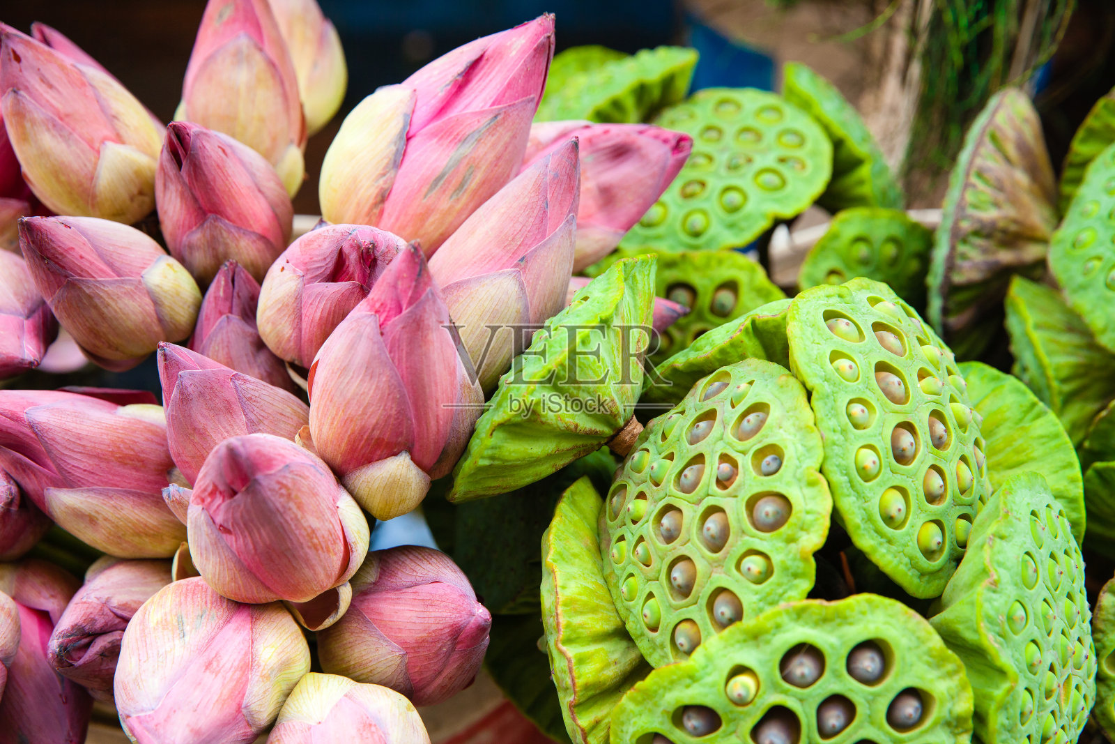 一束荷花照片摄影图片