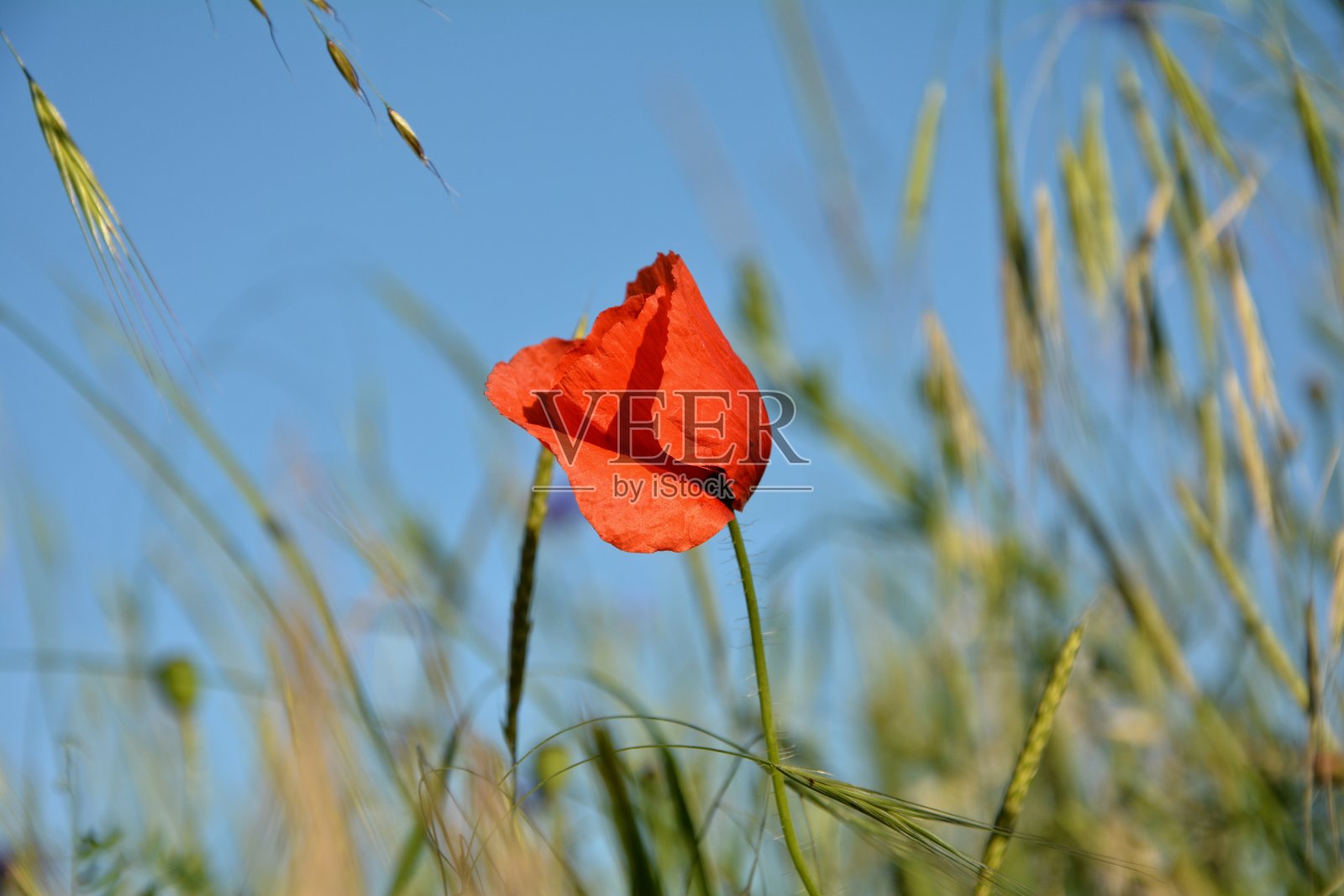 罂粟花和天空一起在草地上拍手照片摄影图片