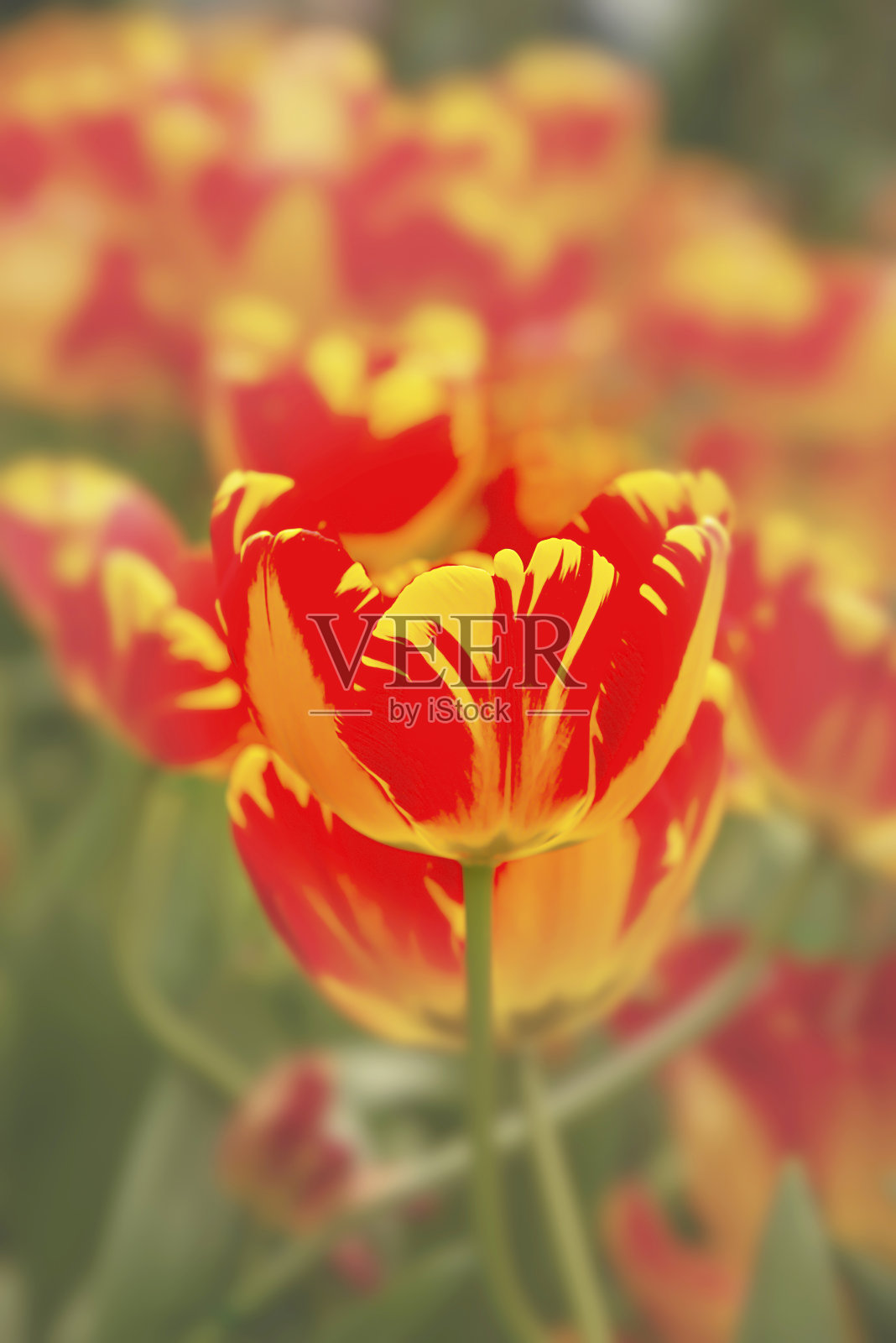 花园里盛开的郁金香照片摄影图片