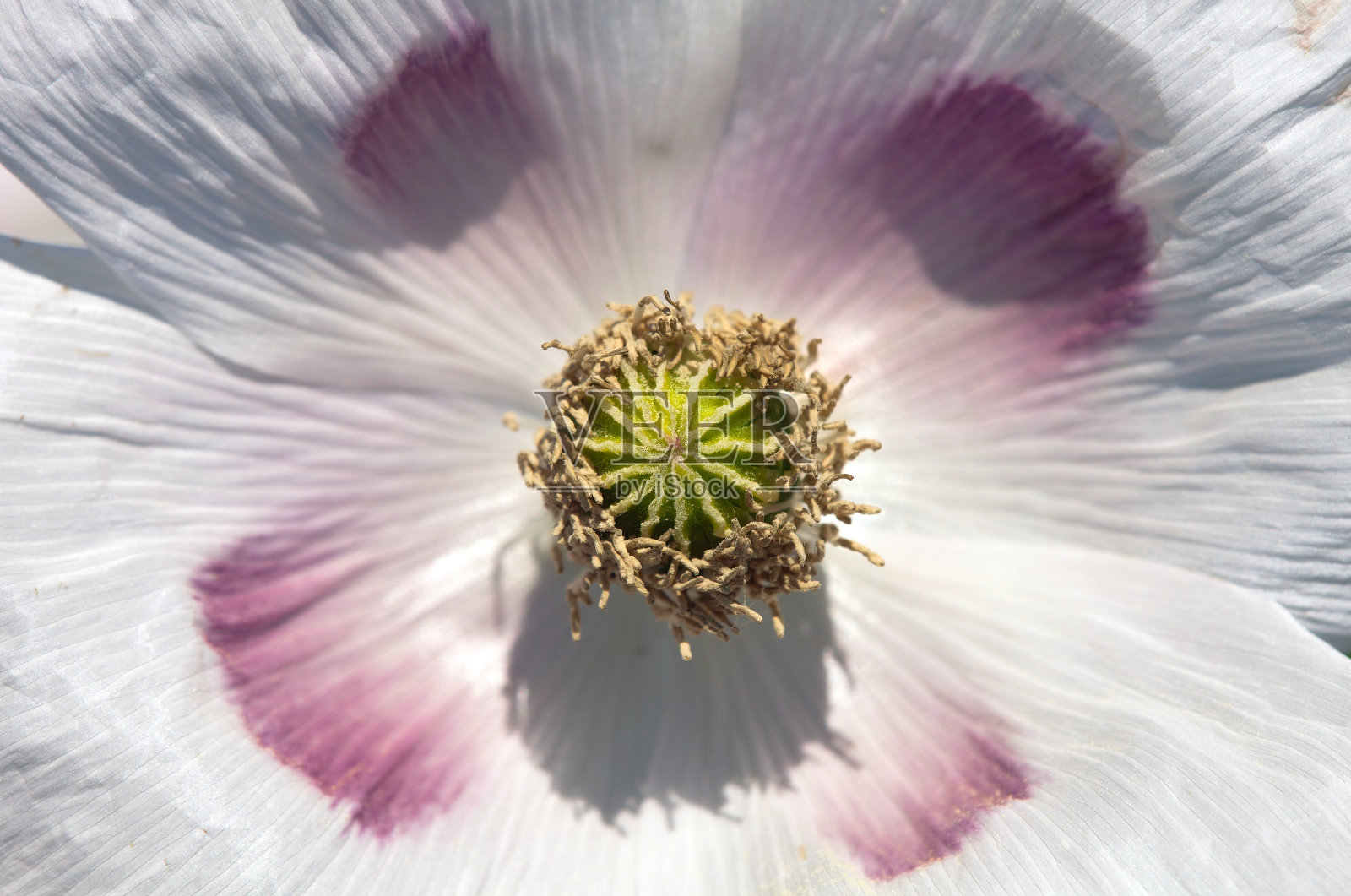 开花的罂粟田照片摄影图片