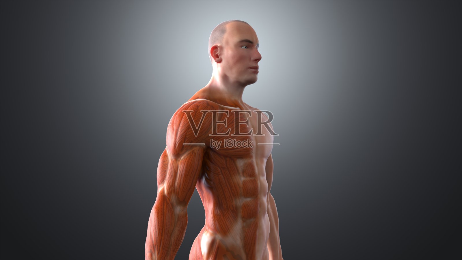 解剖学照片摄影图片