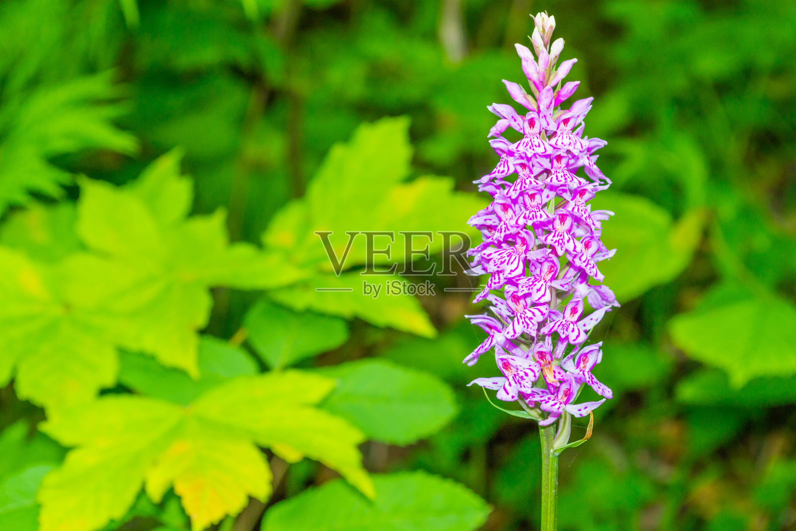 听话照片摄影图片
