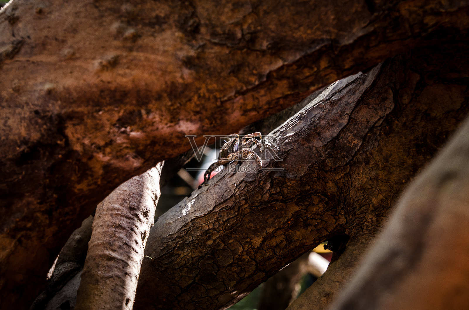红树林的螃蟹照片摄影图片