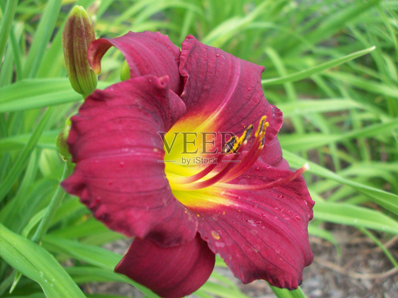 莉莉照片摄影图片