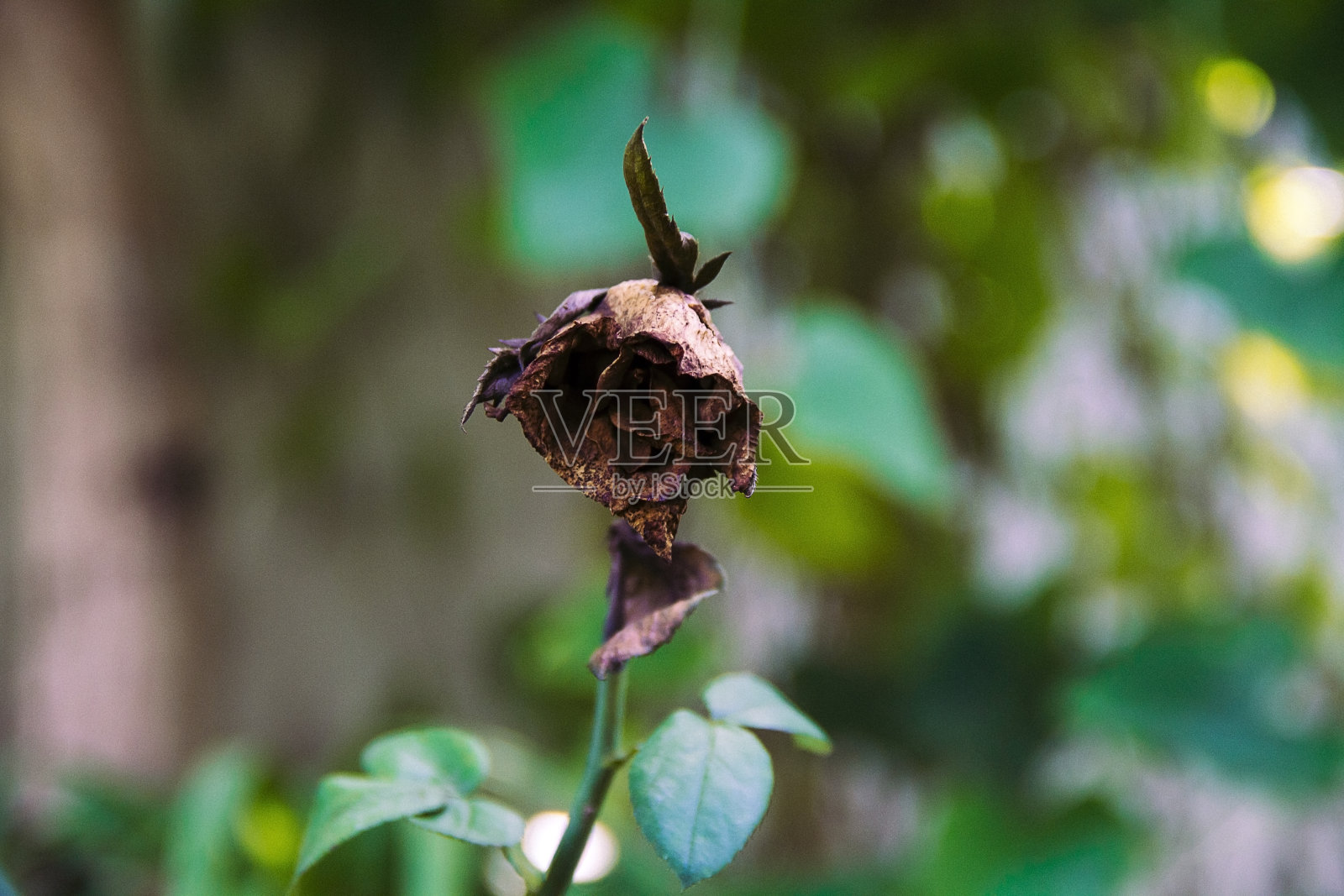 干玫瑰照片摄影图片