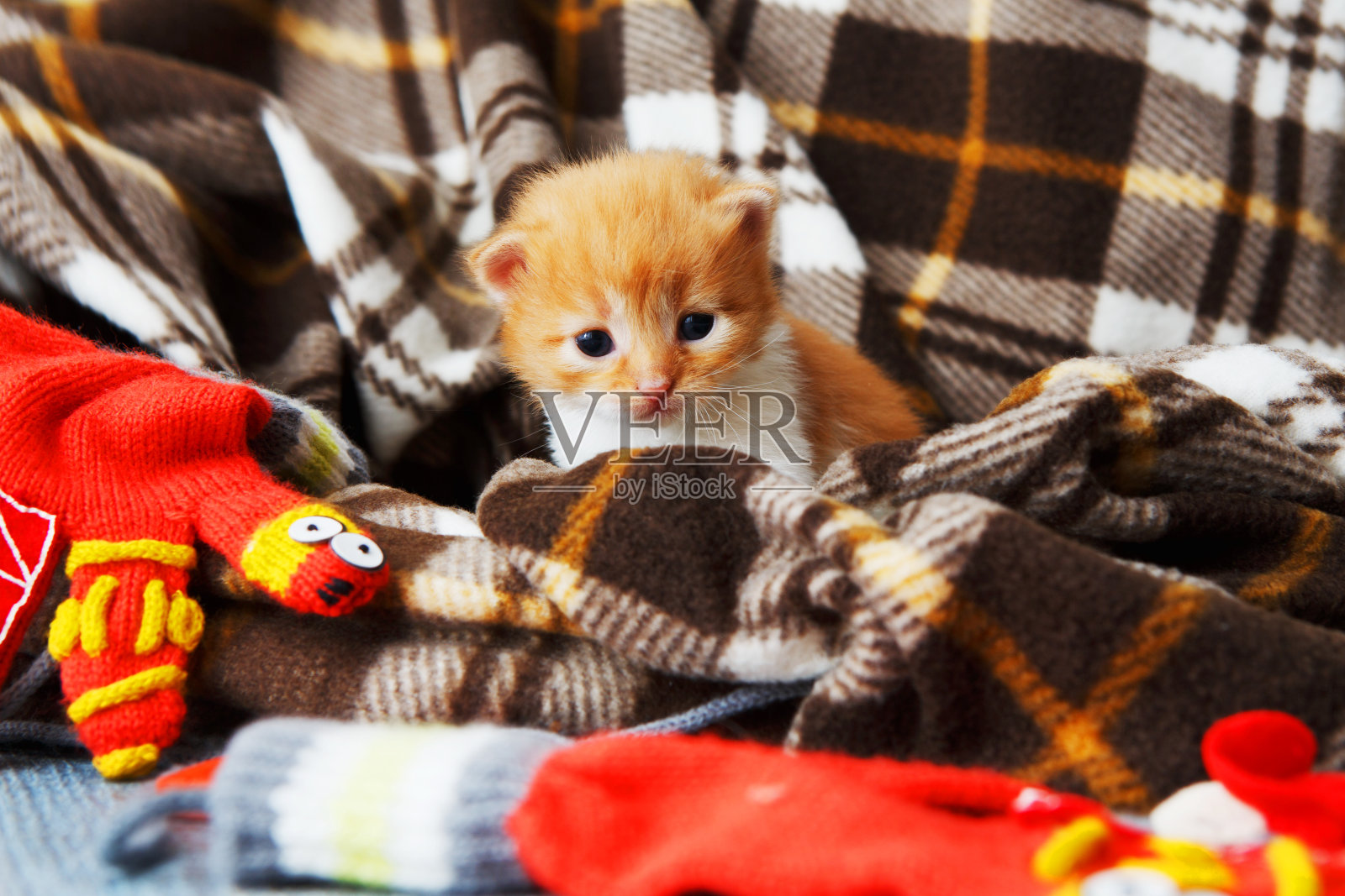 红橙黄色新生小猫在格子毯子照片摄影图片