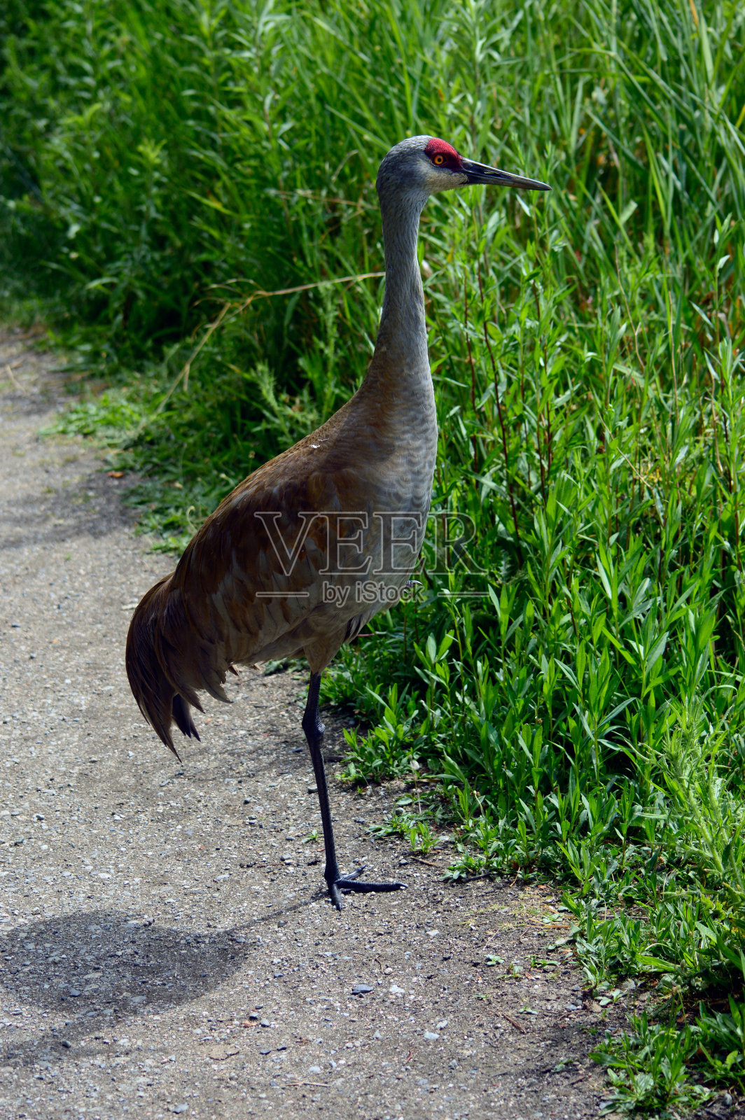 保护鸟巢的鹤照片摄影图片