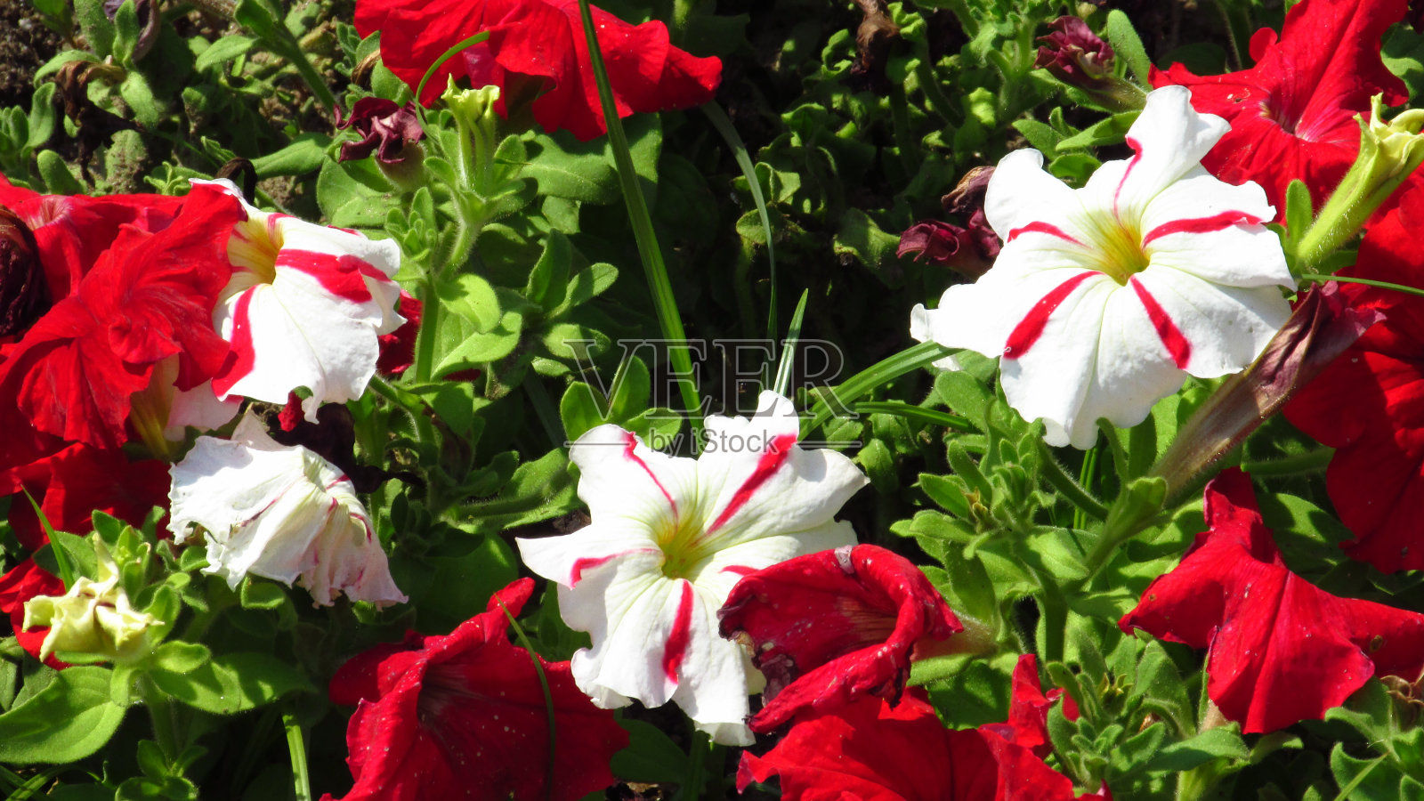 花照片摄影图片