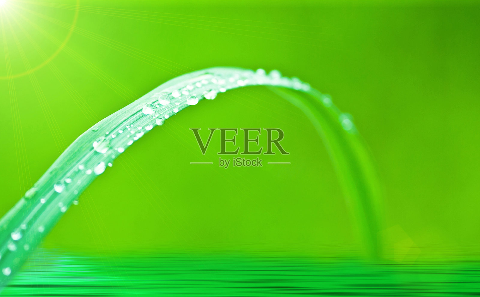 湿草照片摄影图片