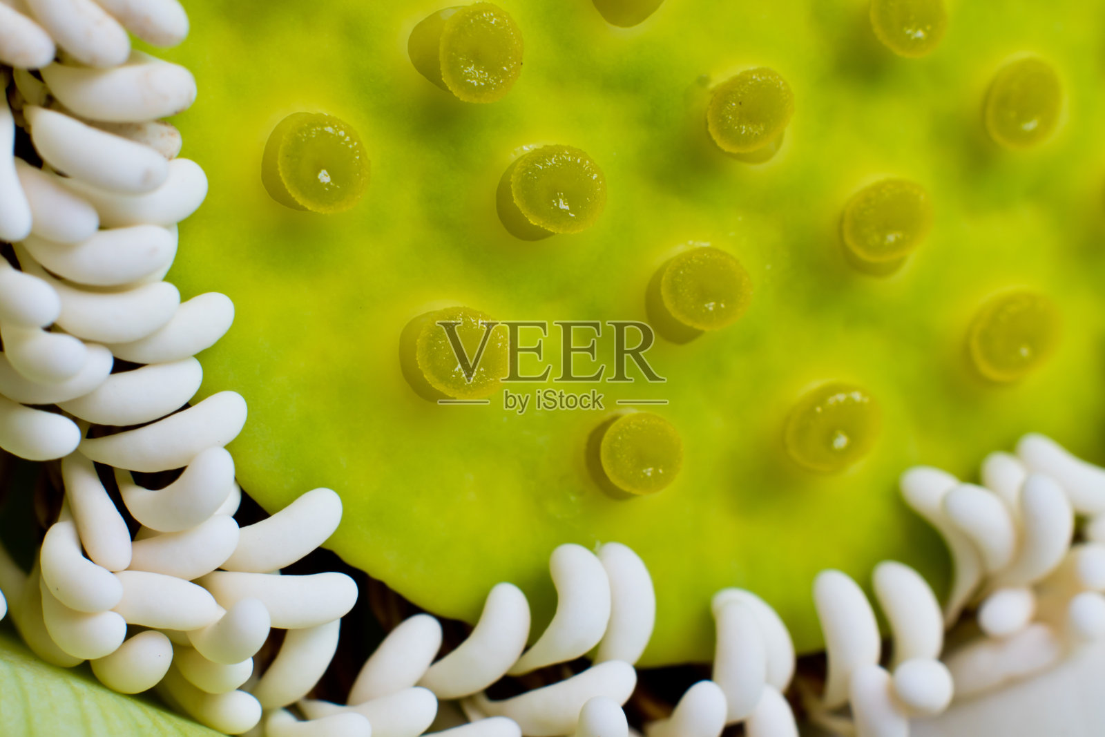 白莲荚和花粉照片摄影图片