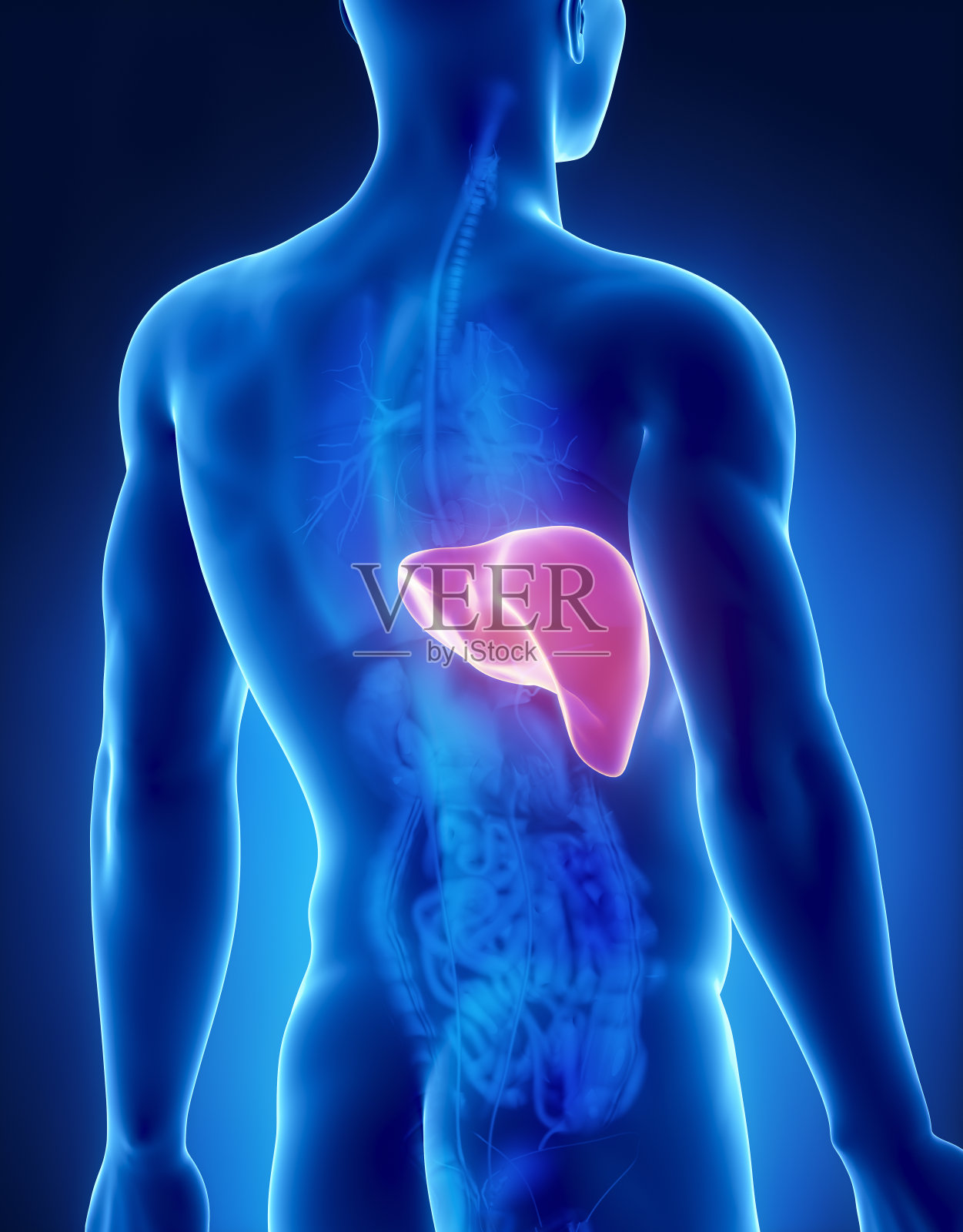 肝脏男性解剖x线片照片摄影图片