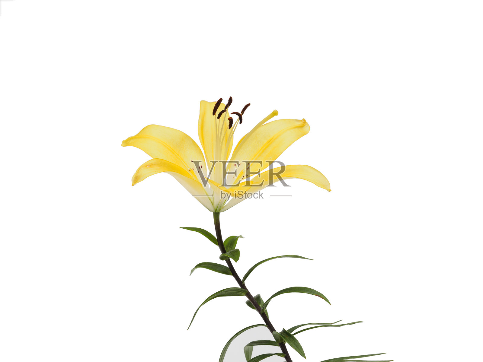 金黄色的百合花孤立在白色的背景上。照片摄影图片