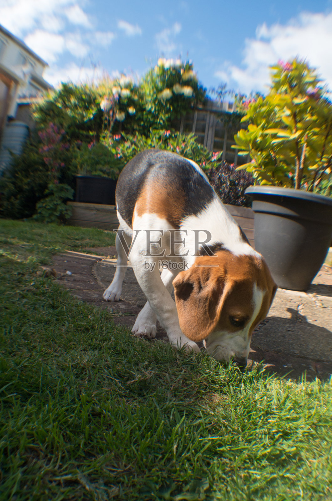 米格鲁猎犬照片摄影图片