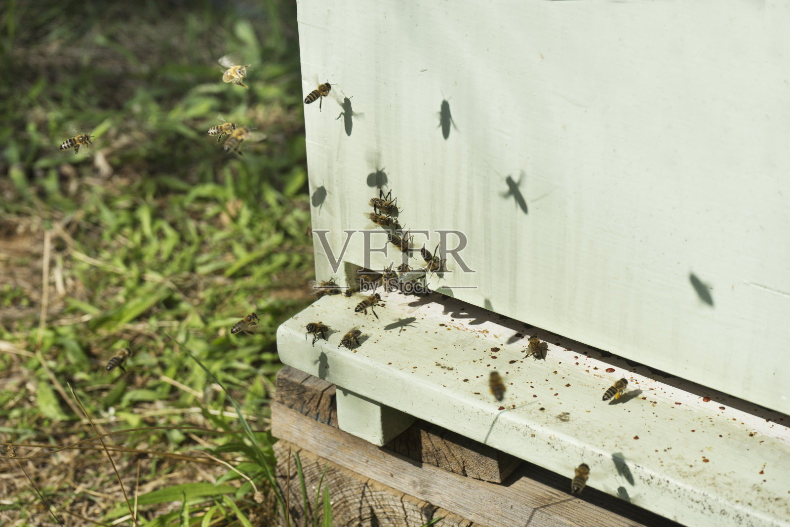 有蜜蜂在飞的养蜂场里的蜂箱照片摄影图片