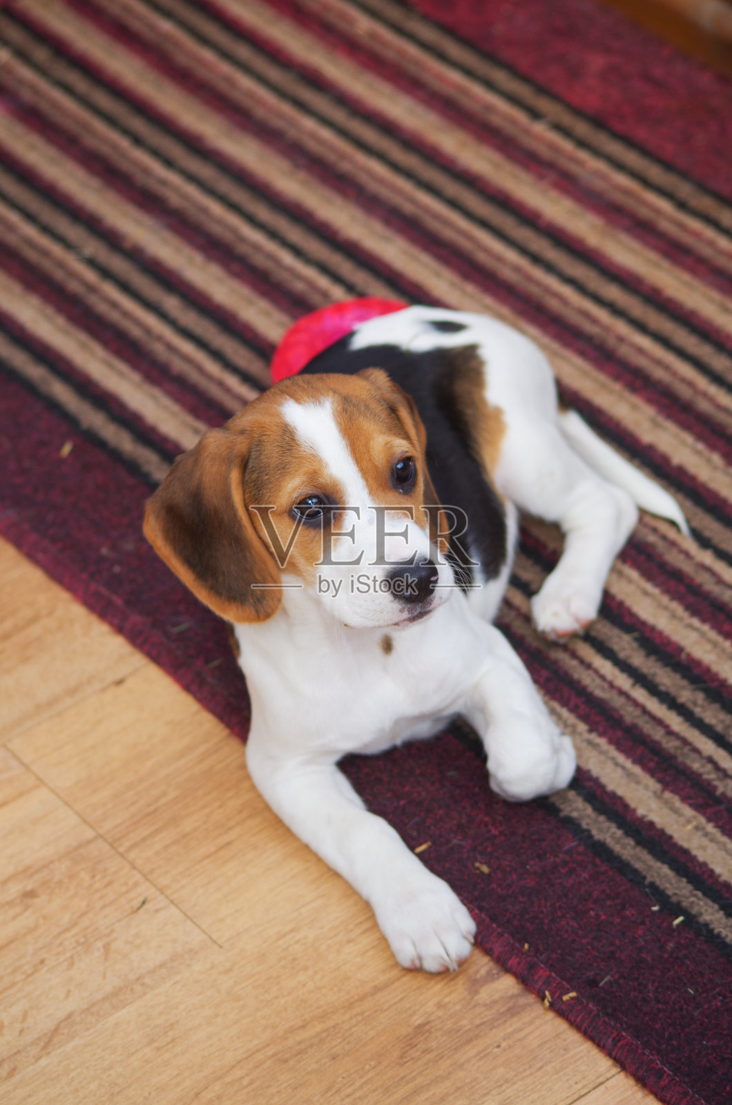 米格鲁猎犬照片摄影图片