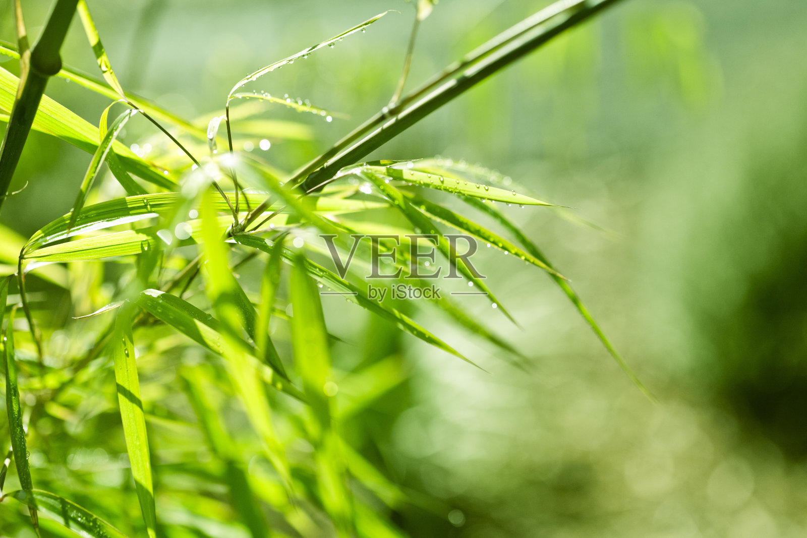 绿竹丛林的自然背景照片摄影图片