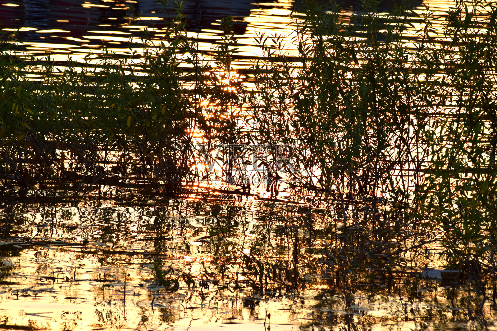 日落在河边的灌木丛中照片摄影图片