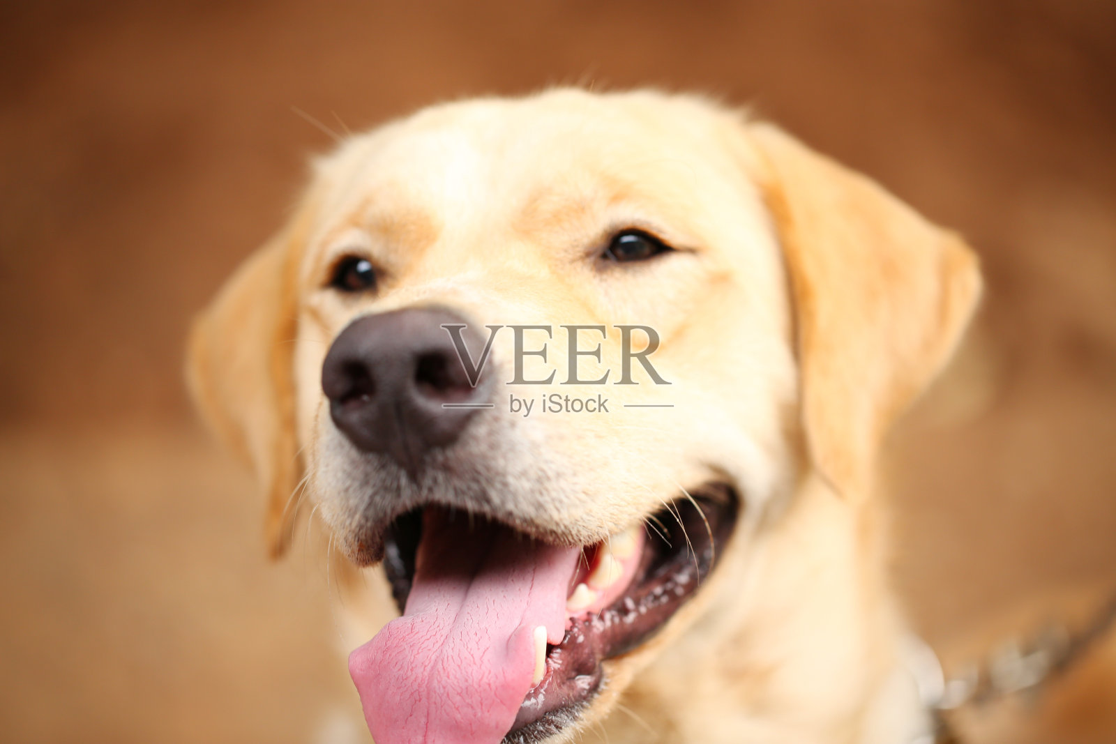 拉布拉多寻回犬照片摄影图片