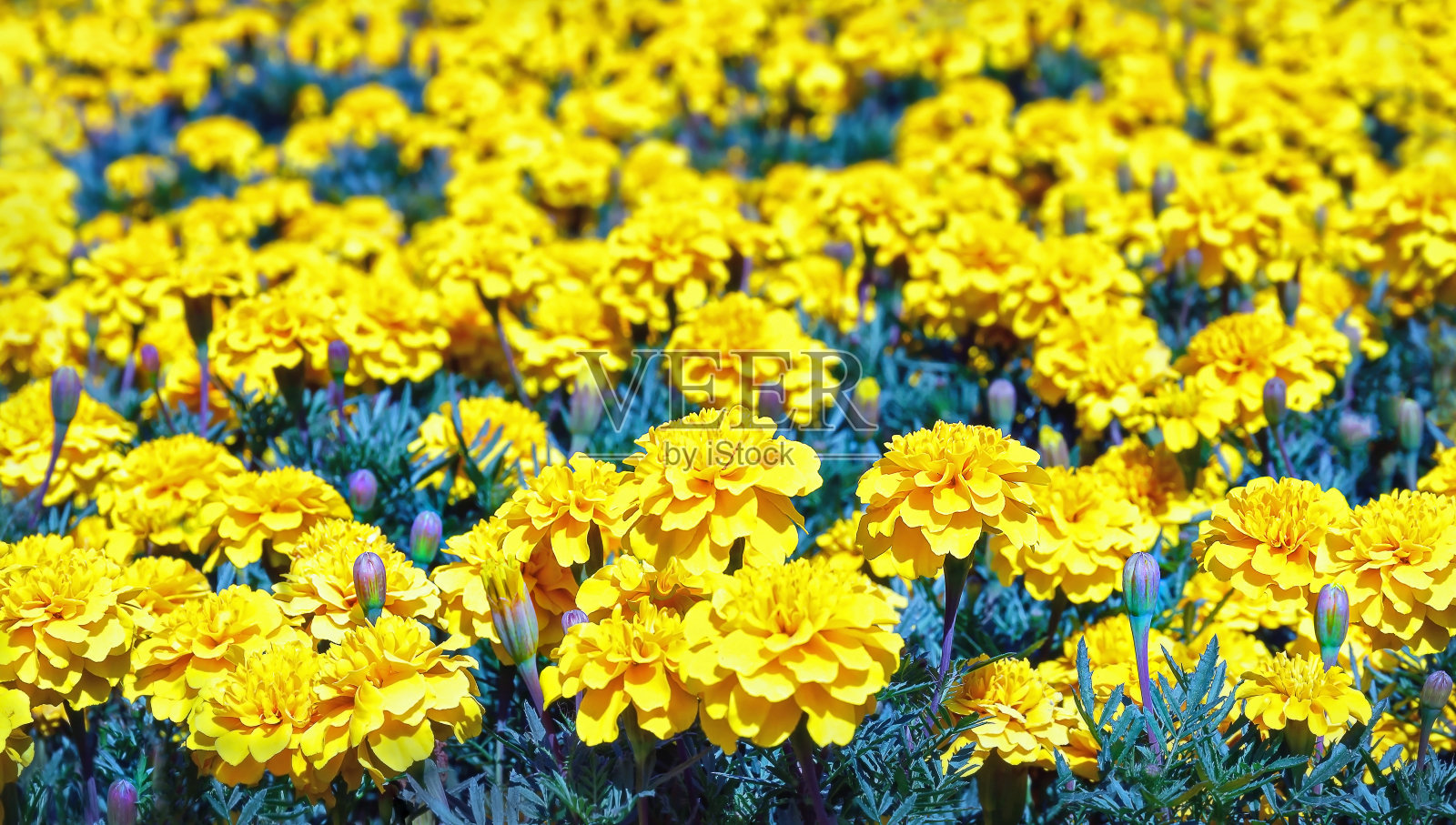 黄色的花朵万寿菊照片摄影图片