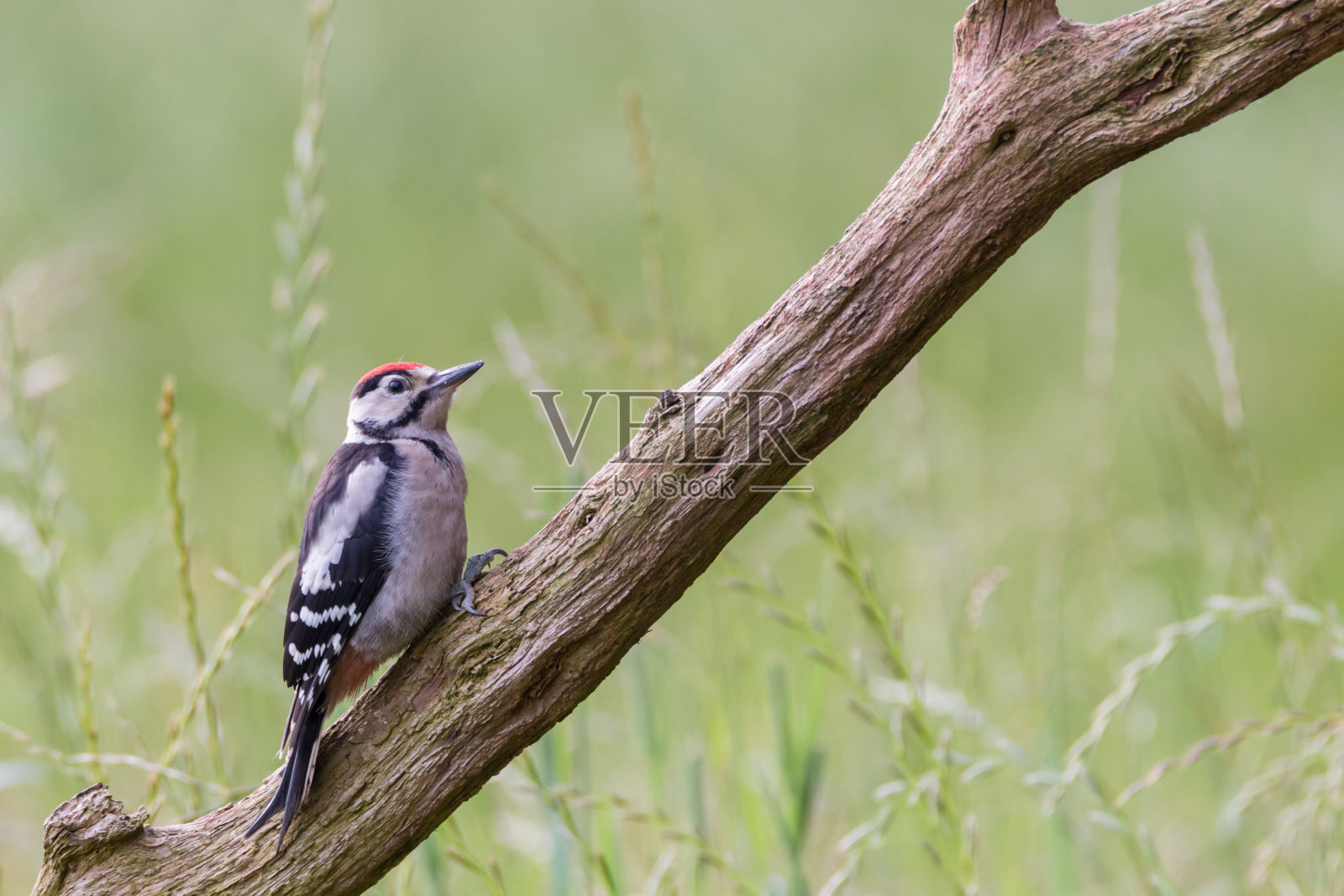 伟大的发现啄木鸟照片摄影图片