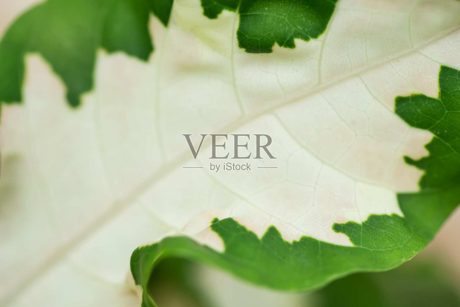 闭合的叶片结构照片摄影图片