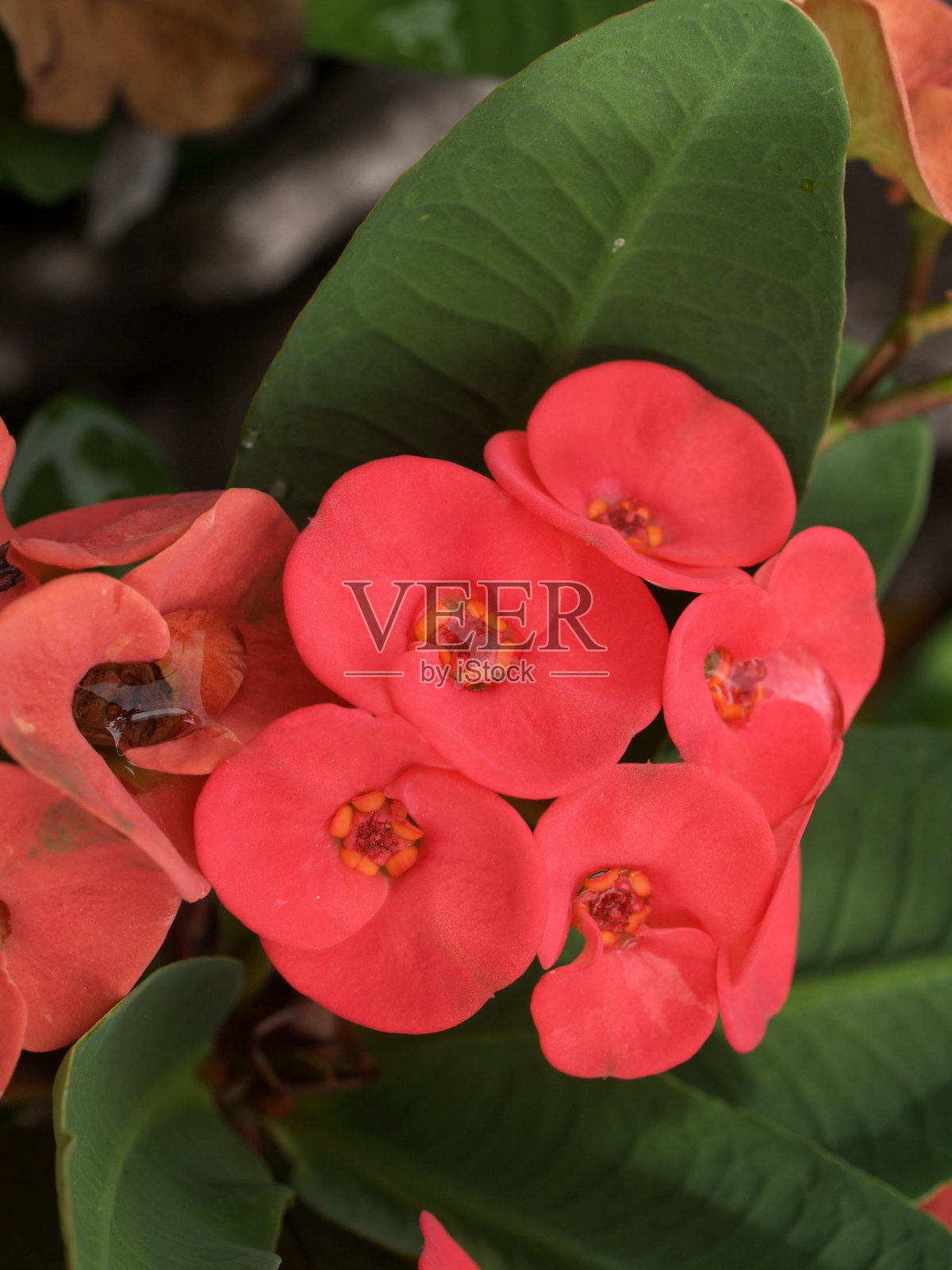 兴奋照片摄影图片