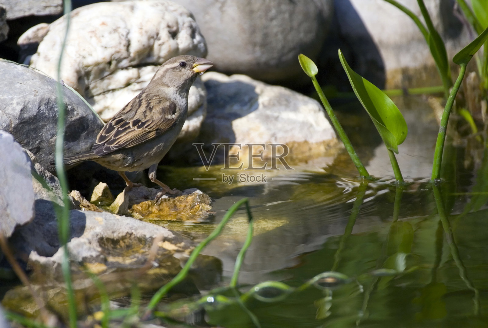 小鸟喝照片摄影图片