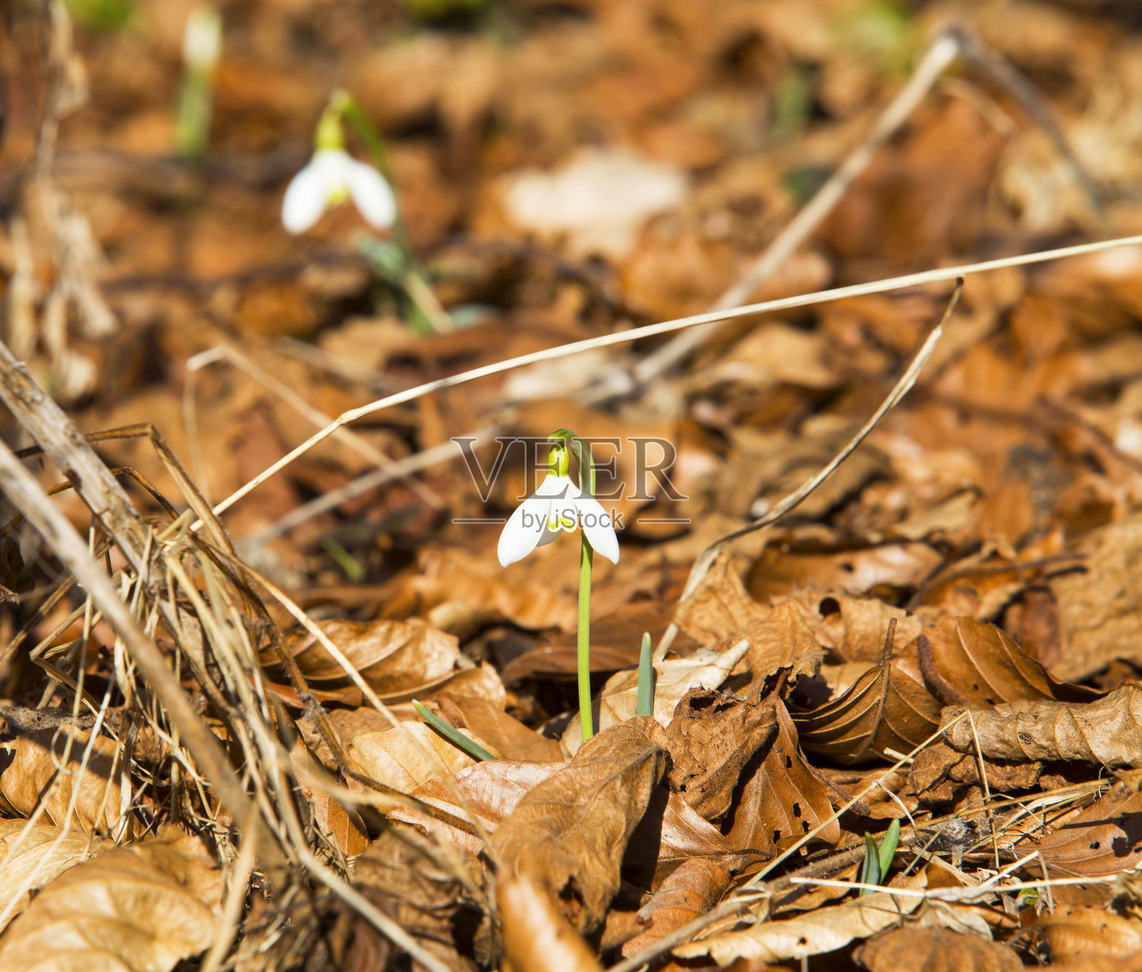 春天的雪花莲花照片摄影图片