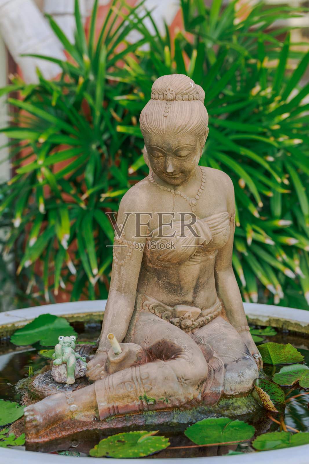 泰式女像在大荷花壶照片摄影图片